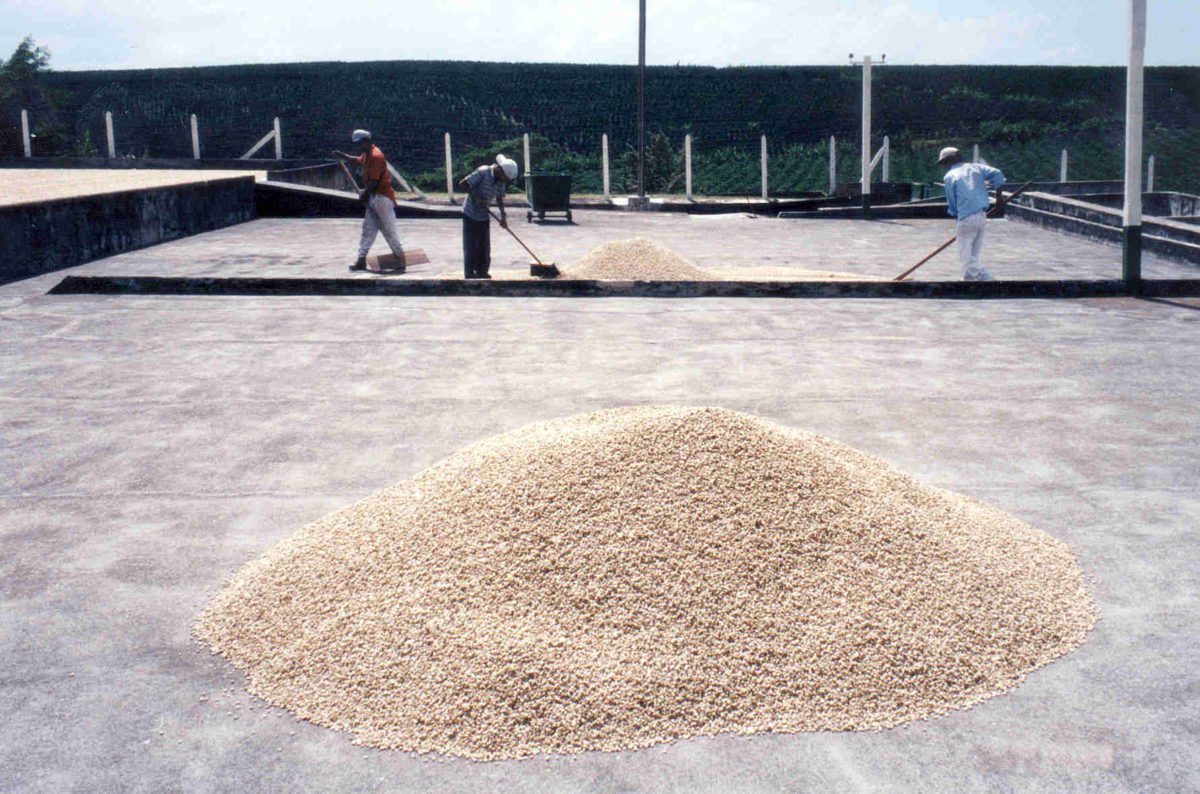 Drying coffee in Costa Rica. Coffee processing.