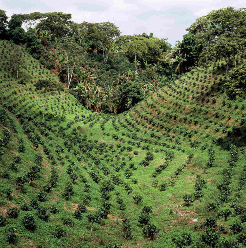 Coffee Plantation (kahvin viljely) CC INeedCoffee/CoffeeHero