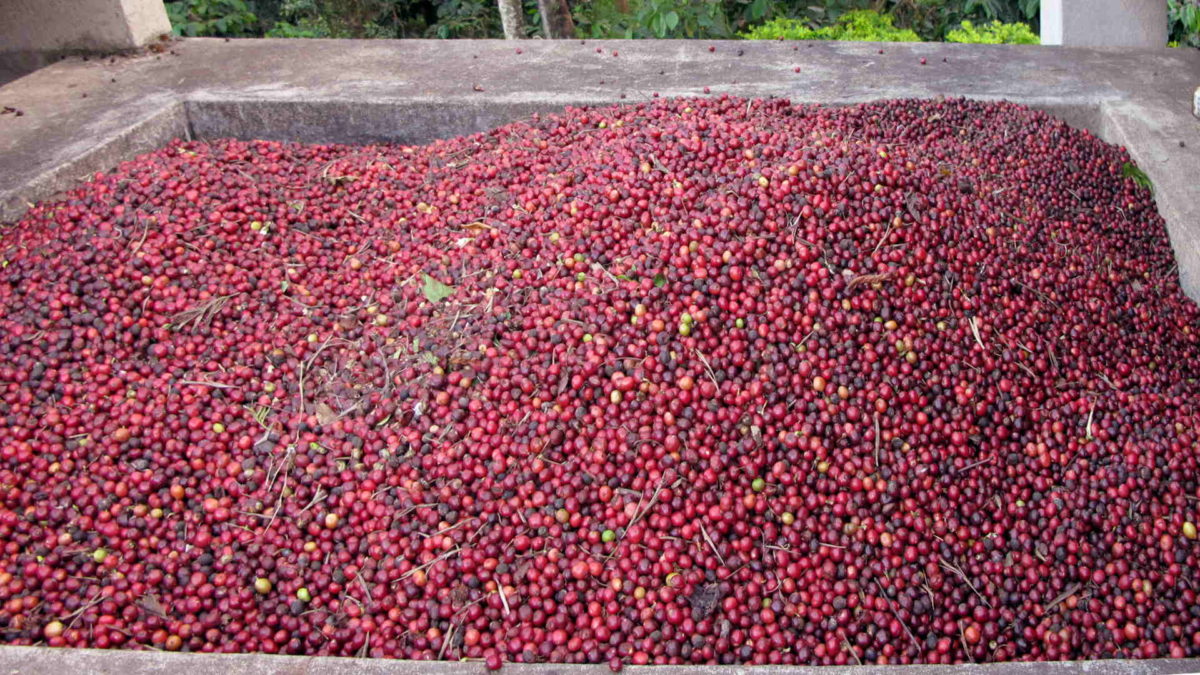 Coffee processing. Indian coffee cherrys. CC Abdulla Al Muhairi