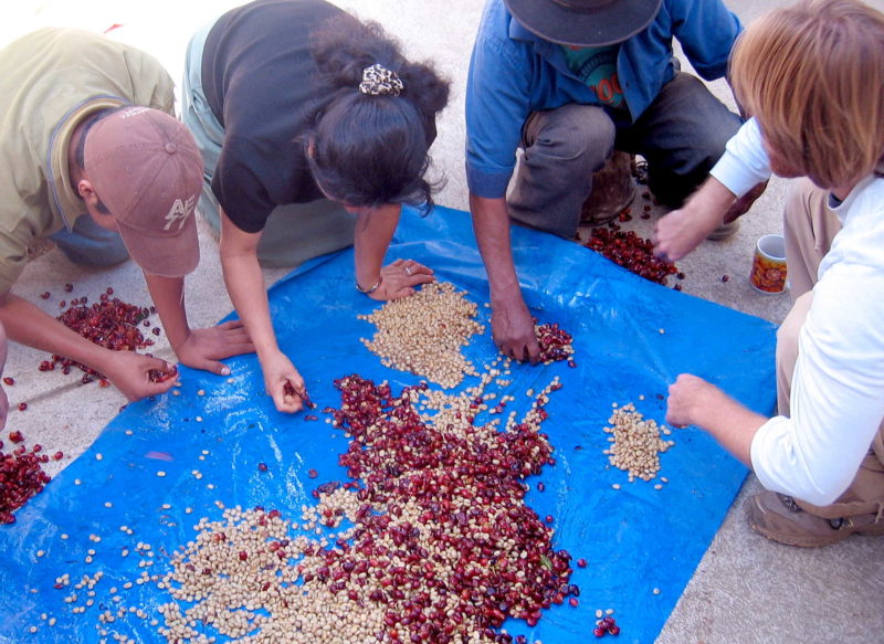 Coffee sorting.