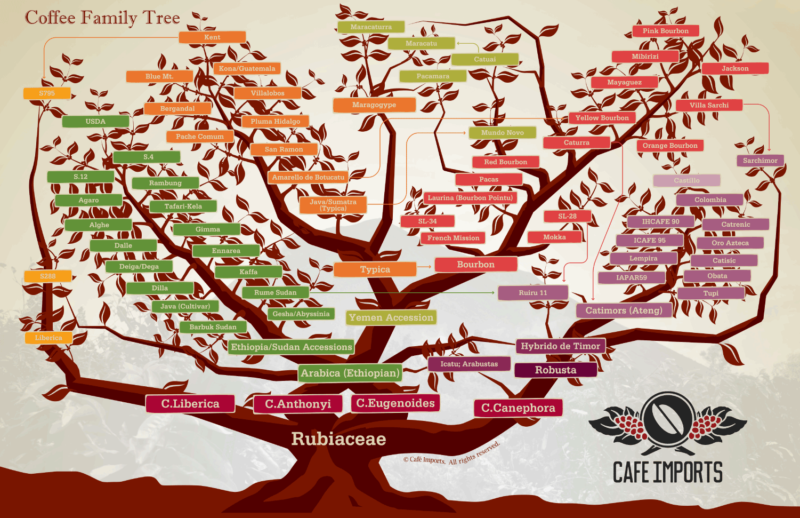 Coffee varieties. Coffee Family Tree by Cafe Imports.