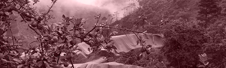 #115 Kaffa Roastery: Go’Morron
