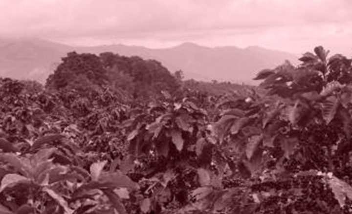 #126 Pirkanmaan Paahtimo: Colombia Golden Huila Decaf