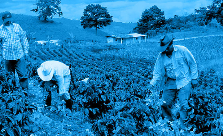 #131 Kaffe Obscura: Honduras Finca Cerro Azul
