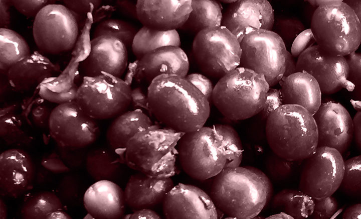 #132 Turun Kahvipaahtimo: Dos Cosechas