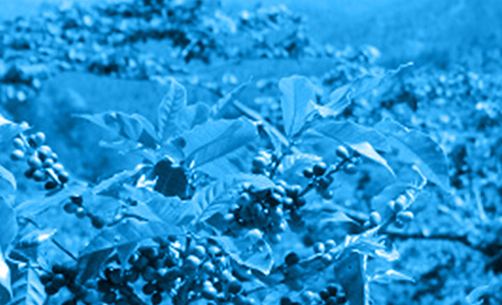 #133 Pirkanmaan Paahtimo: Ethiopia Yirgacheffe Gr2