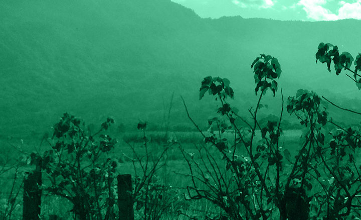 #133 Lehmus Roastery: Mexico Coatapec