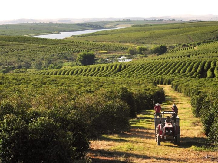 #137 Roger’s Coffee: Brasil Decaf