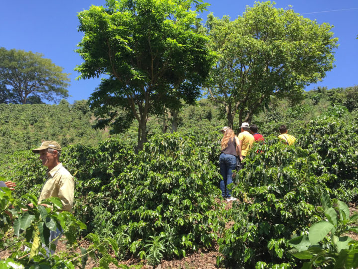 #144 Lehmus Roastery: Lambari