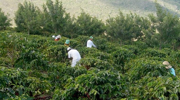 #146 Turun Kahvipaahtimo: Brazil Fazenda Mariano