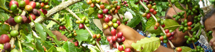 #154 Kahiwa Coffee Roasters: Primavera Family Decaf