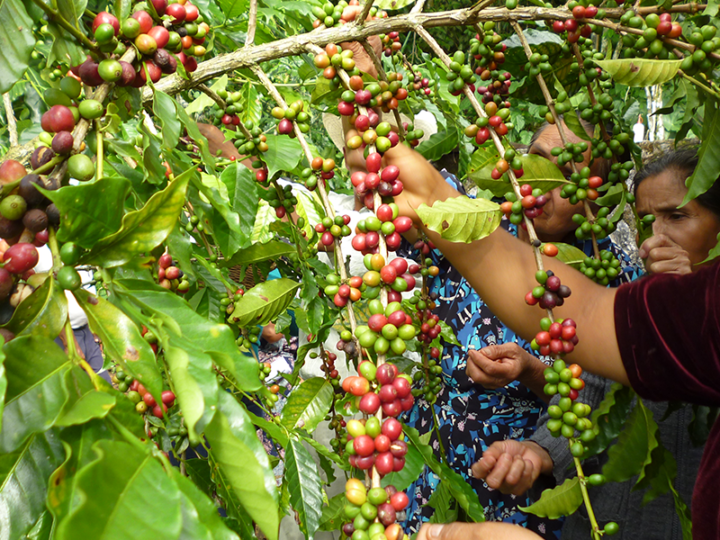 #154 Kaffe Obscura: Hacienda El Guarsin