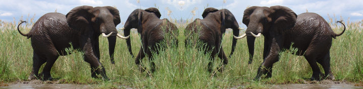 #157 Record Coffee Company: Kateshi Honey