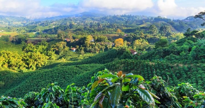 #159 Roger’s Coffee: Colombia Decaf