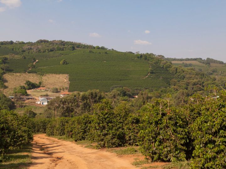 #163 Cafetoria Roastery: Brazil Diamond Natural