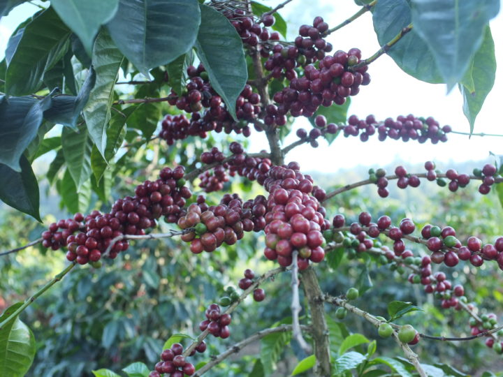 #175 Inka Paahtimo: Colombia Sierra Nevada