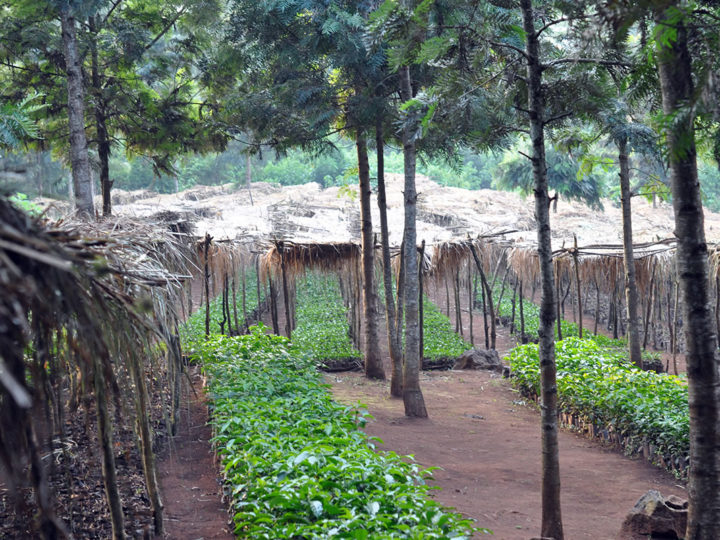 #184 Holmen Coffee: Holmen Hint