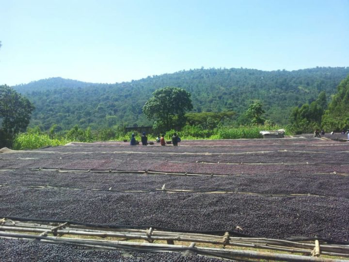 #206 Abi Coffee: Sidamo