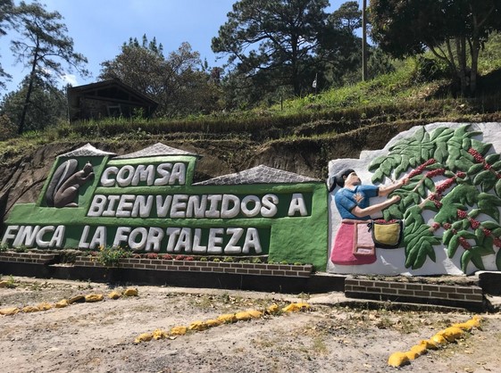 #220 Café Nazca: Lagarto