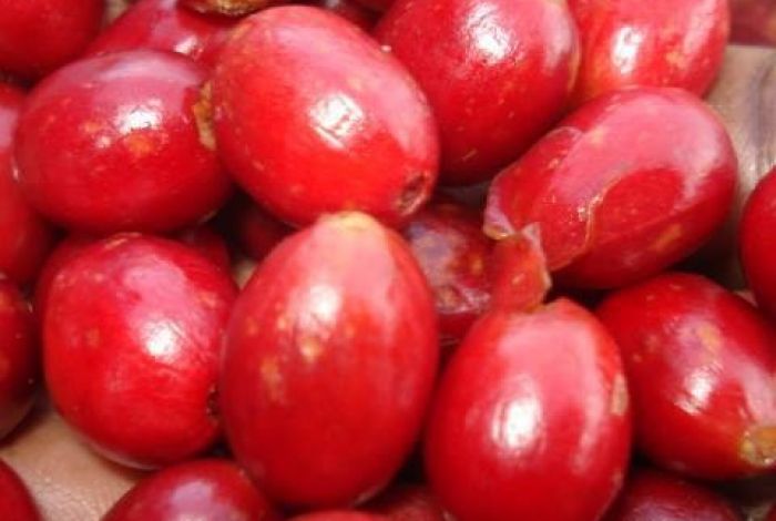 #226 Pirkanmaan Paahtimo: Brazil Mare Blue