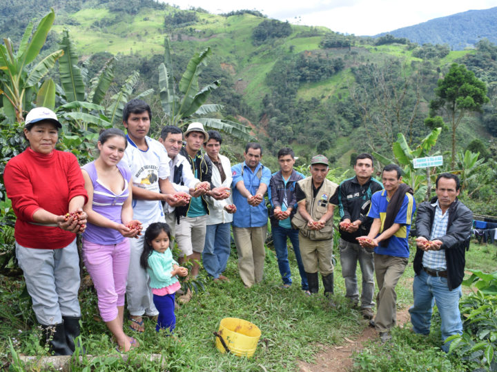#235 Paahtimo Papu: Peru FTO – Yakumama Organic