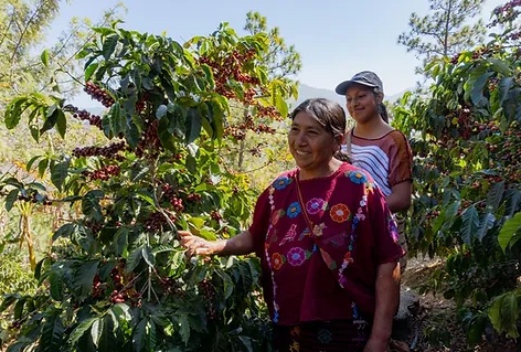 #236 Cafetoria Roastery: Guatemala Huehuetenango Organic