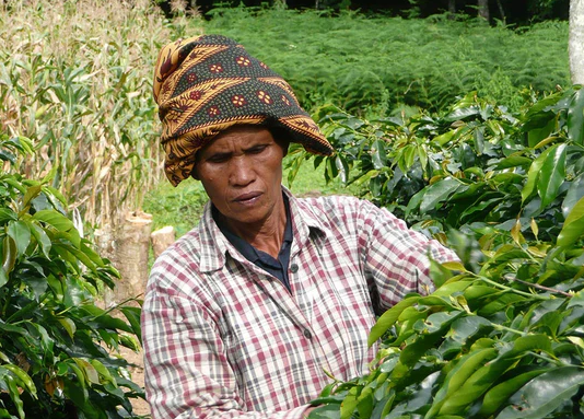 #74 ROKUMEI COFFEE CO: Indonesia Mandheling Lintong Barak Blue