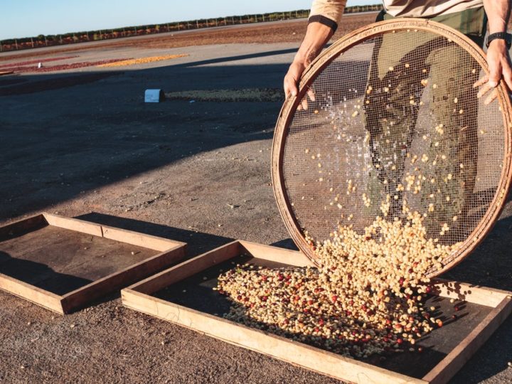 #110 Café Blá: Brazilian Arara