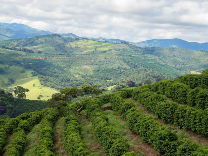 #242 Kahwe: Brazil Sitio Sertãozinho