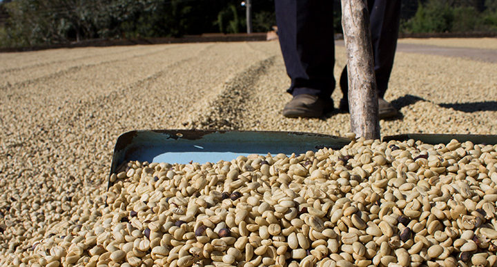 #242 Mokkamestarit: Cafe Futuro