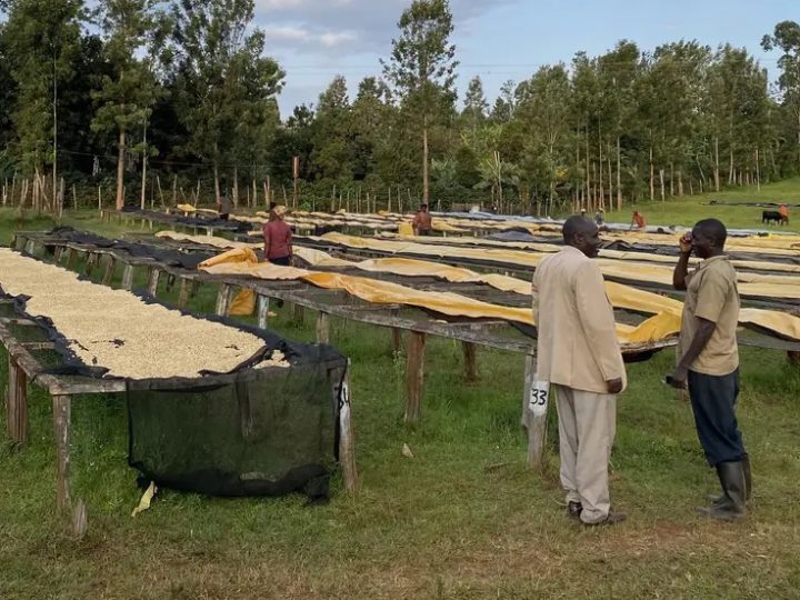 #73 Koto Coffee Roasters: Kenya Kaiguri Factory
