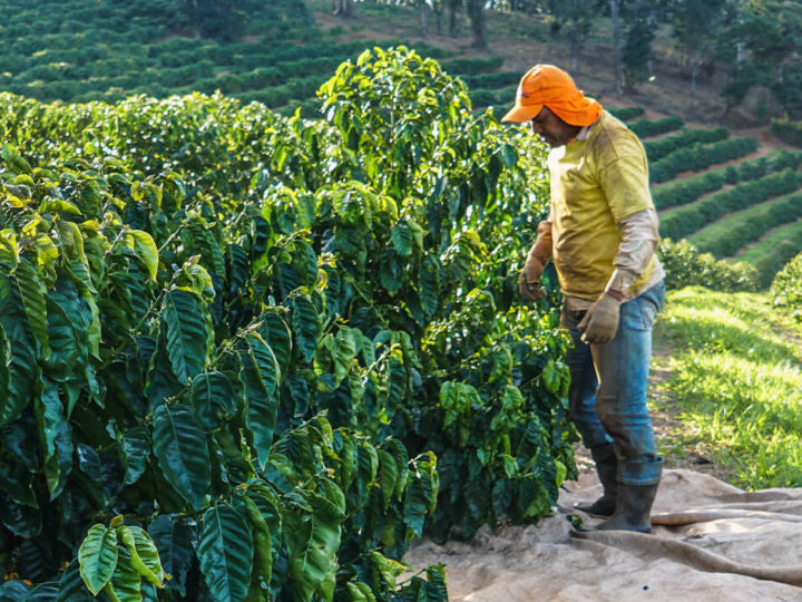 #111 Vits Kaffee GmbH & Co.KG: Brazil Santos