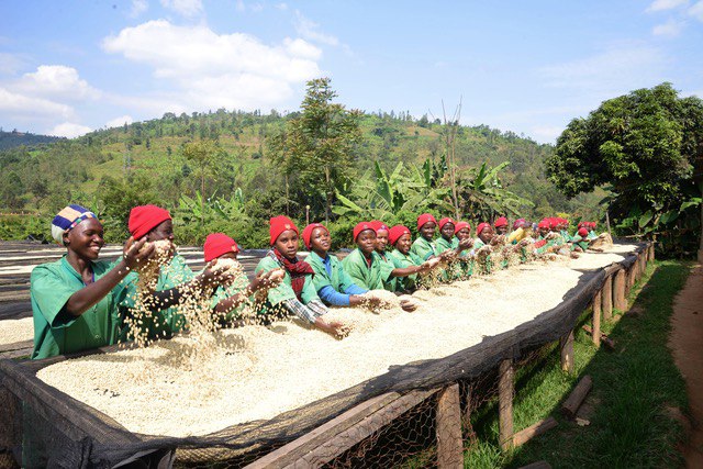 #243 Cafetoria Roastery: Rwanda Coko farm