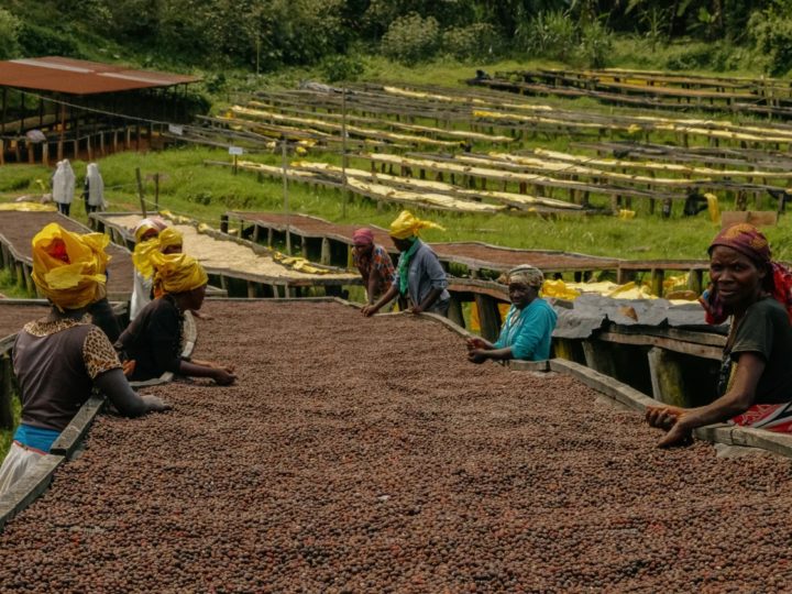 #247 Makea Coffee: Kesäyön kuiskaus