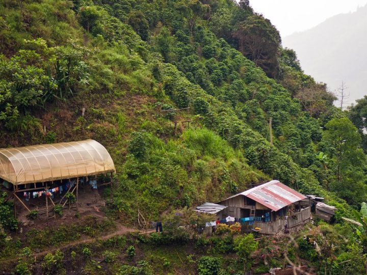 #77 Tokado Coffee: Colombia Huila Micro Lot