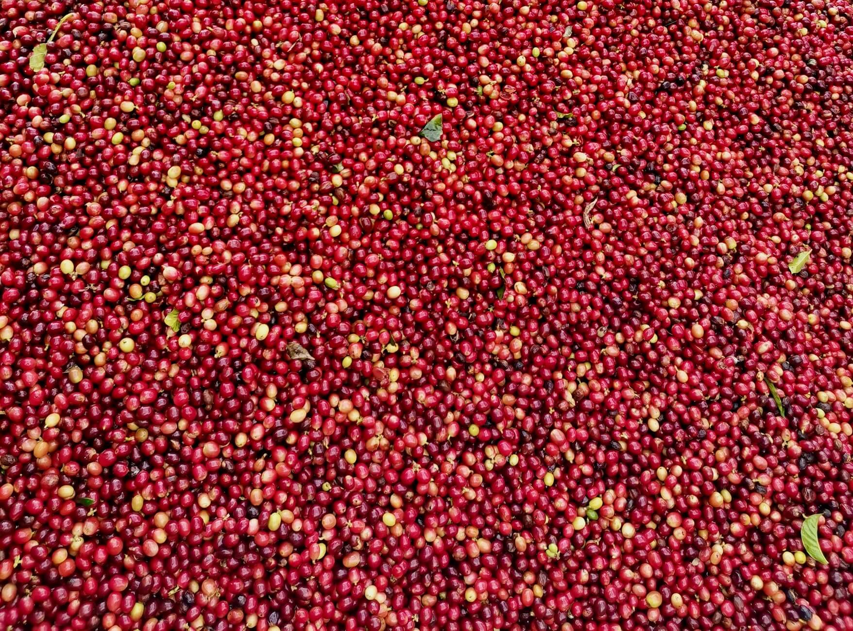 122 Vits Kaffee GmbH & Co.KG Costa Rica El Bueyerito — Coffee