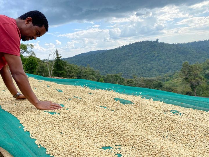 #263 Kirjalan Paahtimo: Louhi (SLURP original medium)