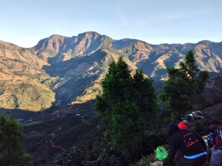 #145 Vits Kaffee GmbH & Co.KG: Costa Rica Hellena Mora (SLURP premium Saksa vaalea)