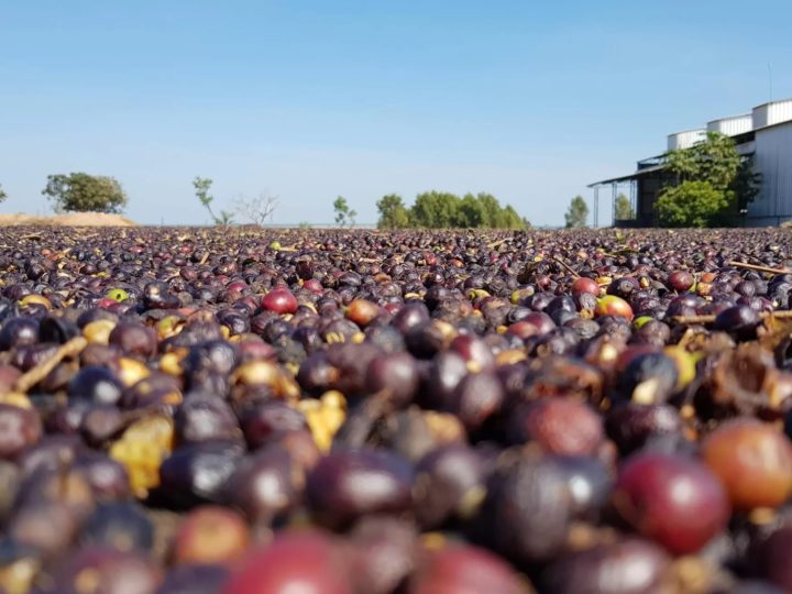 #277 Nordic Coffee Company: Harmonia (SLURP original tumma)