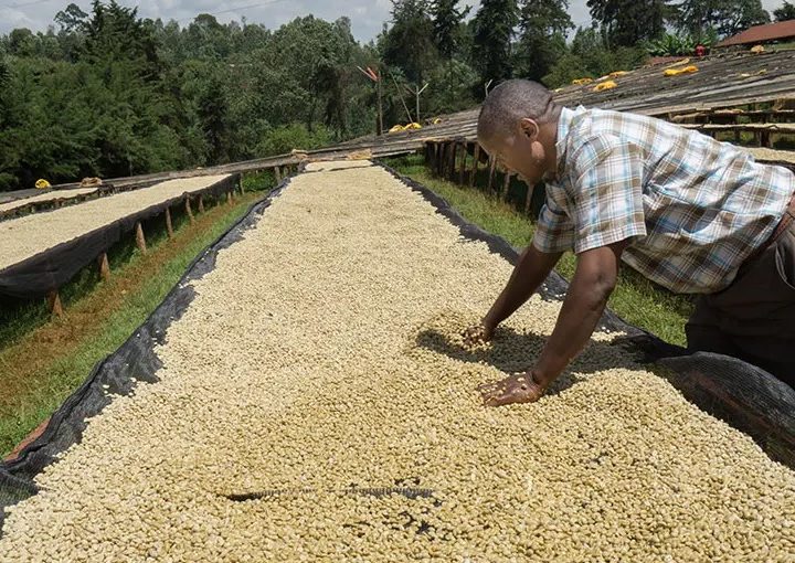 #279 Cafetoria Roastery: Kenya Peaberry Mukima (SLURP original vaalea)